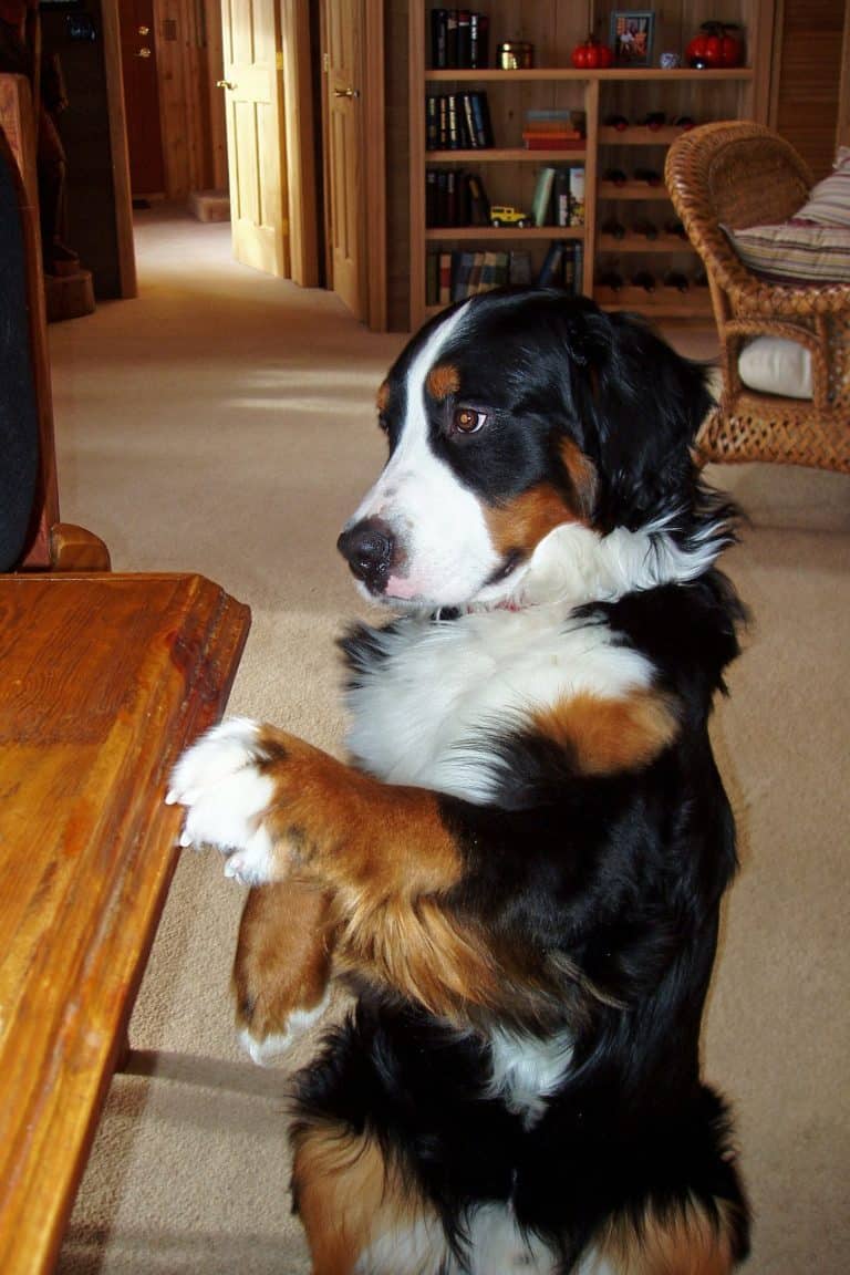 DOG TRICK: Teaching Beg