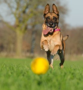 Malinois 662717 1920