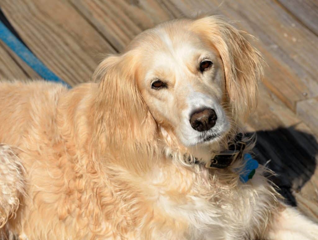 Rescued Dog 1738410 1920