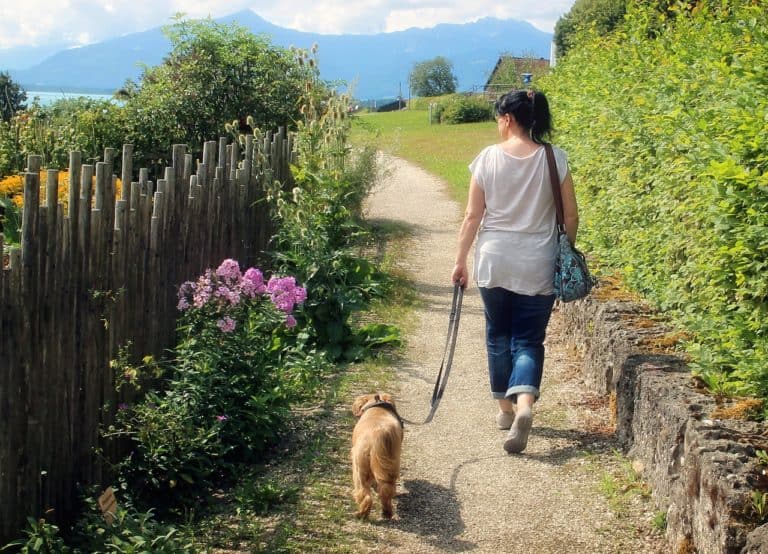Walking a dog without pulling on leash