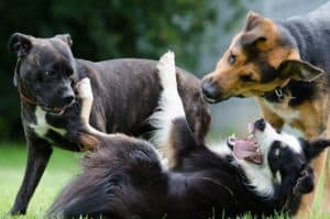 Border Collie 672696 1920