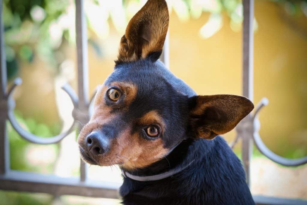 Dog 3981506 1920