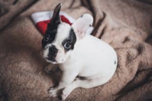 Dog 2617517 1920