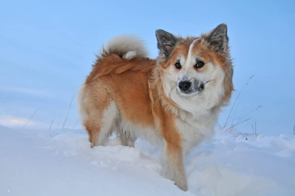 Iceland Dog 1957821 1920