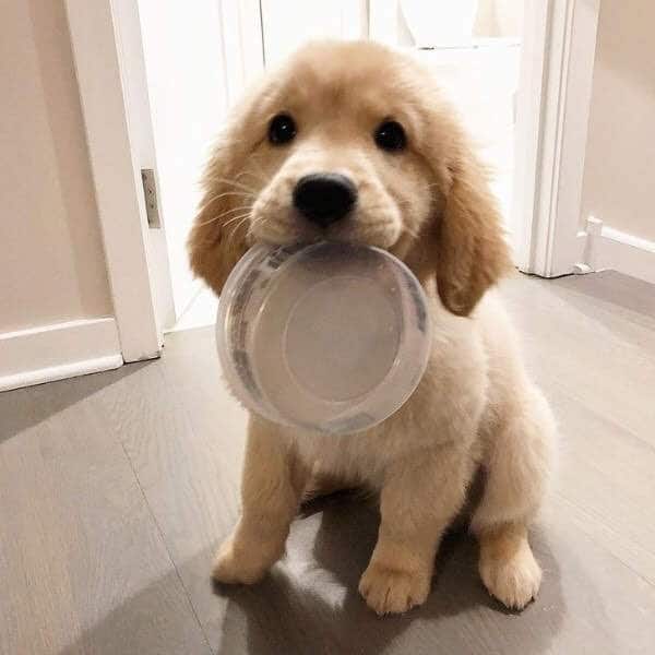 Tips for choosing the right dog food