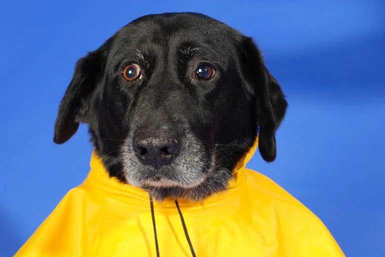 Potty training dogs in the rain