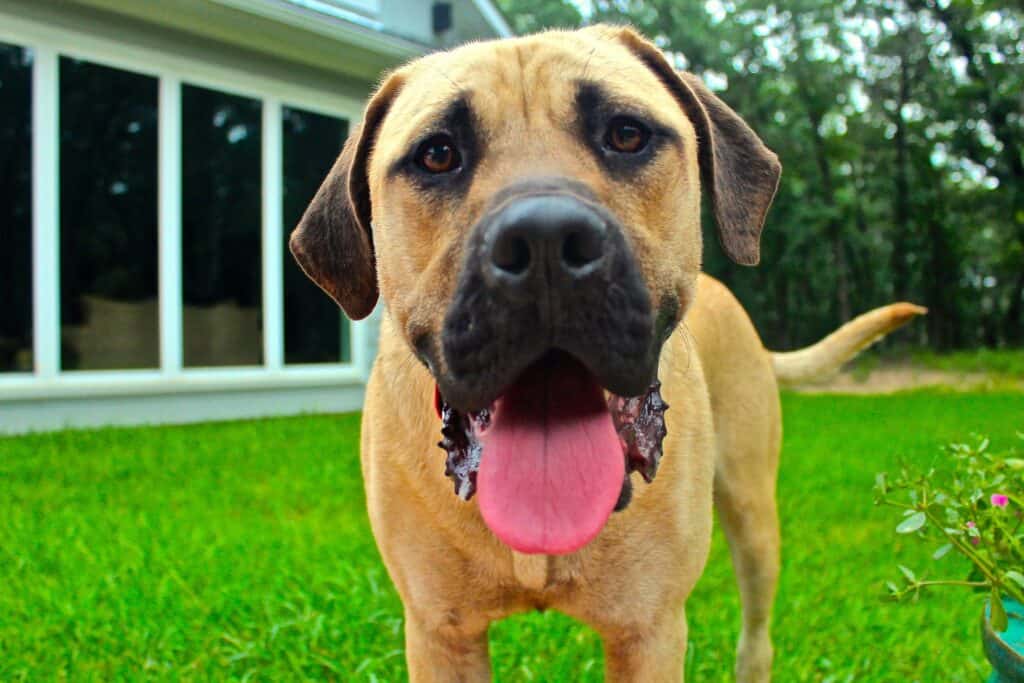 Dog 947739 1920