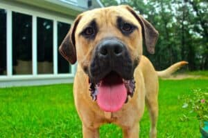 Dog 947739 1920