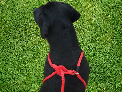 The Lanther Harness Lead Step 2