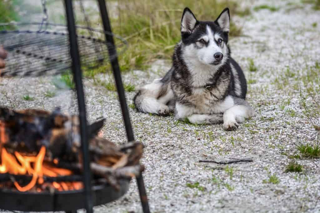 Dog 2414362 1920 1