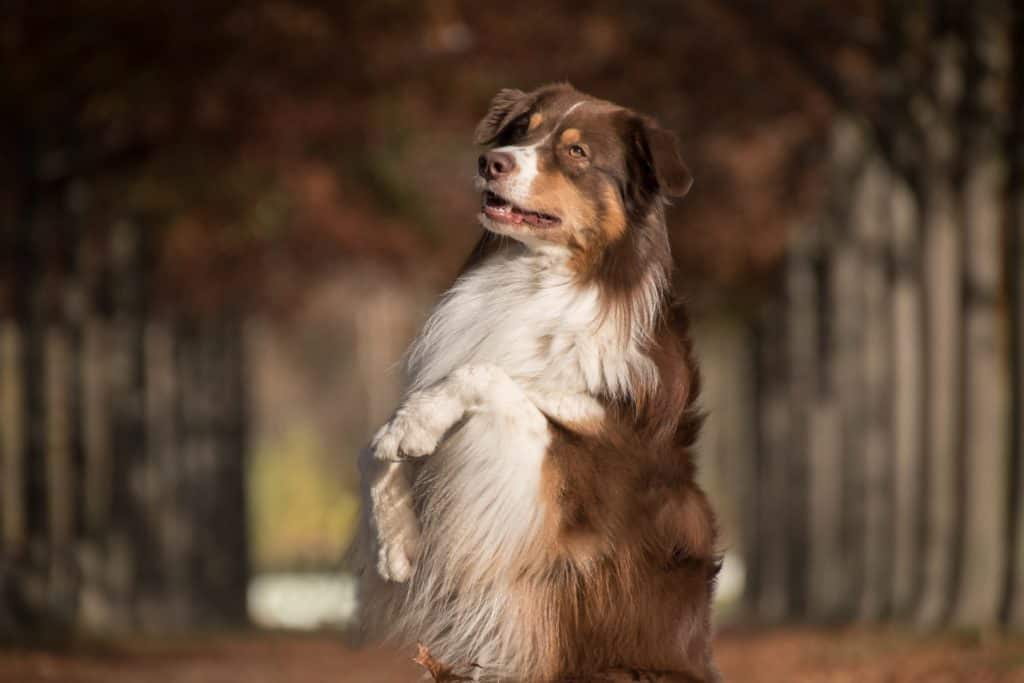 Dog 5730167 1920