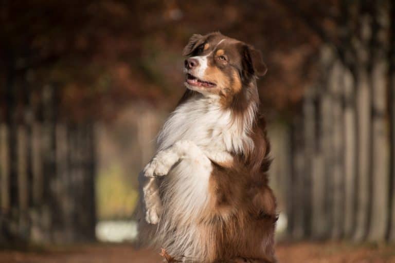 Useful Tricks to Teach your Dog
