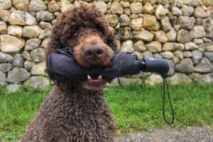 King Poodle 4662859 1920