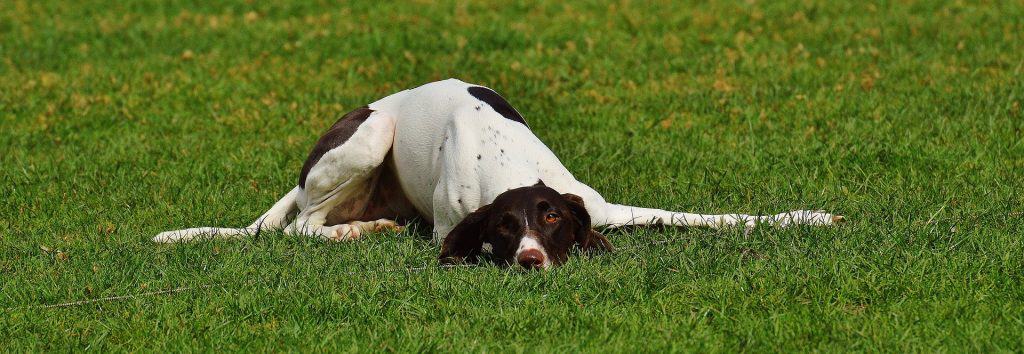 Dog 1316815 1920