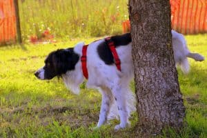 Dog 1694209 1920