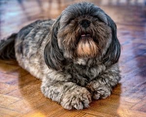 Dog 2433153 1920