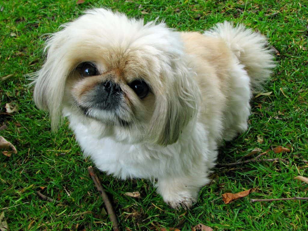 Pekingese 76185 1920