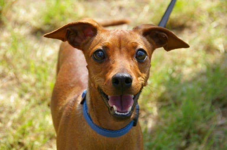 Choosing a daycare for your dog – Part 1 of a series: planned play times vs all day play