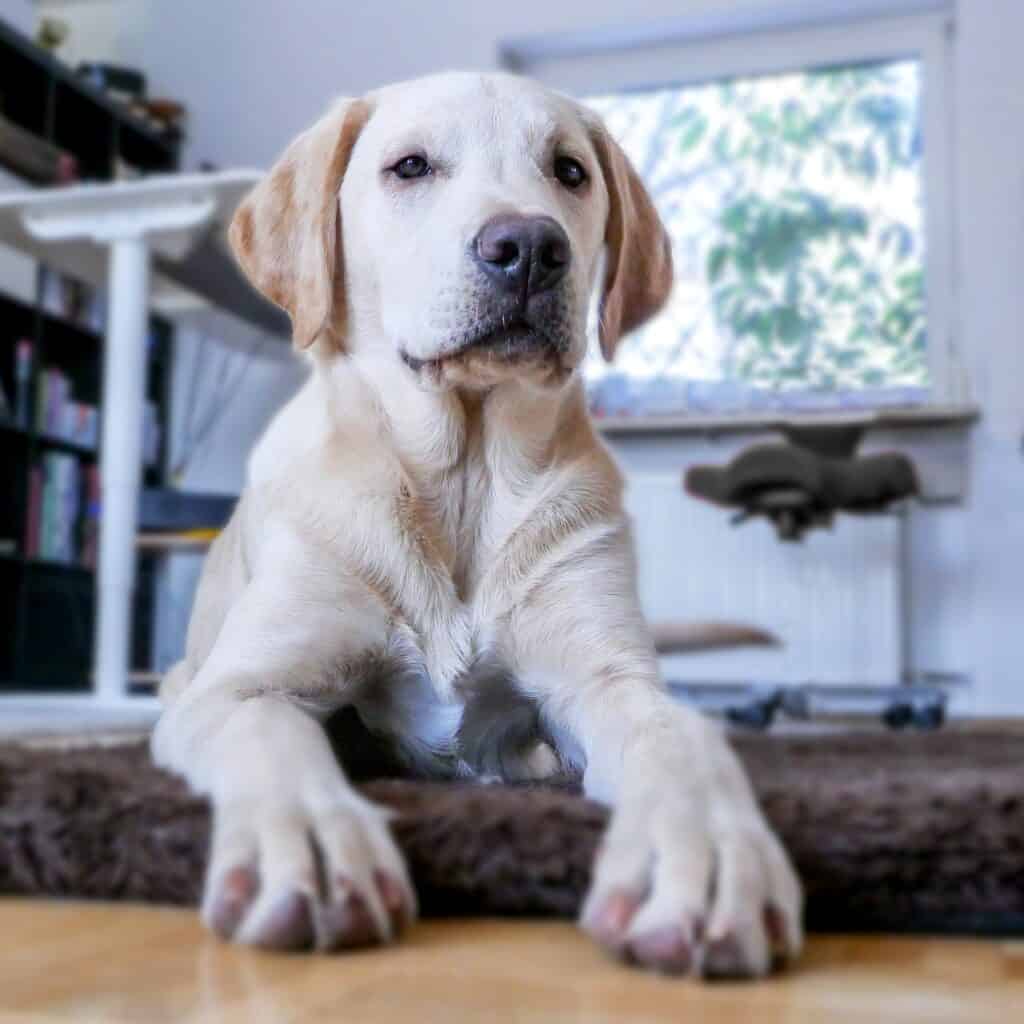 Dog 2040273 1920