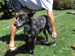 Zoomgroom 2
