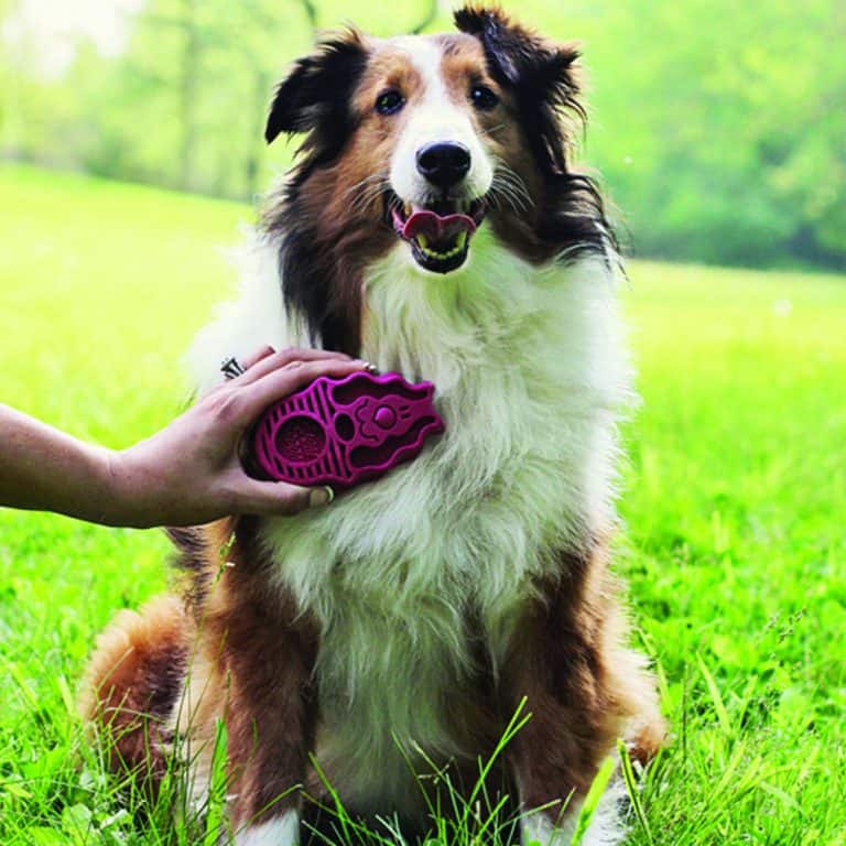 A great way to groom a dog: ZoomGroom