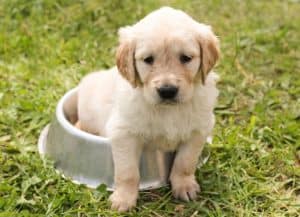 Puppy 1207816 640