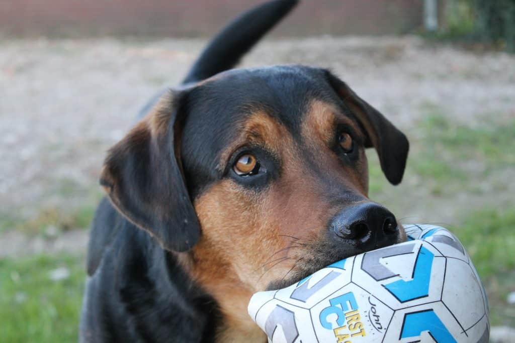 Dog 2364940 1920 1
