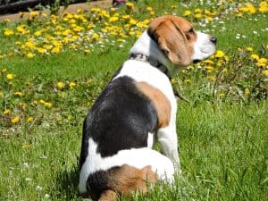 Dog 1369576 1920