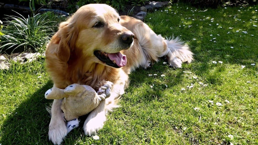 Dog 1705527 1280