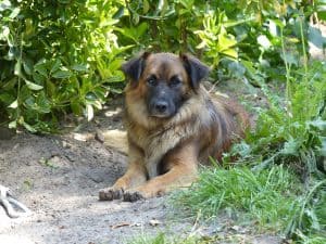 Dog 2648948 1920