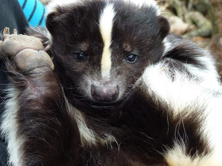 How to Get That Skunk Smell Off of Your Dog