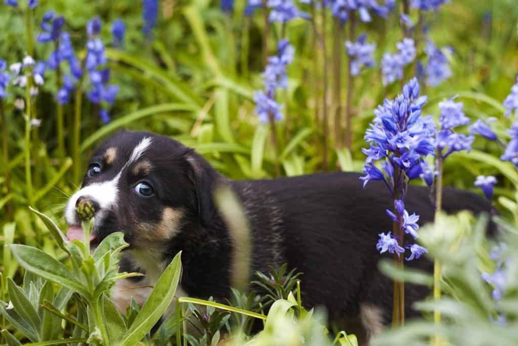 Puppy 779293 1280