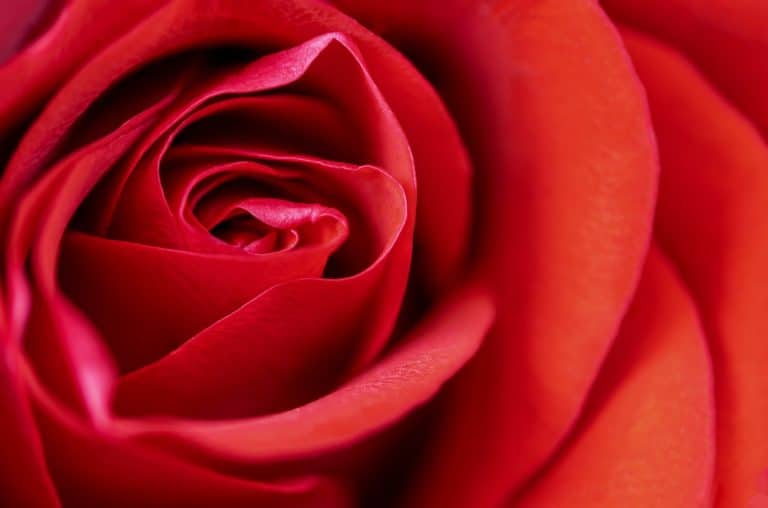 A Rose By Any Other Name? How slang terms affect a dog owner’s perception