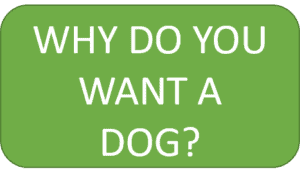 Want A Dog