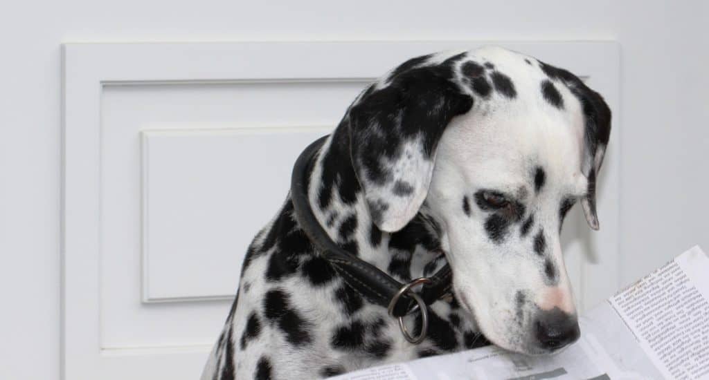 Dalmatians 1724684 1280