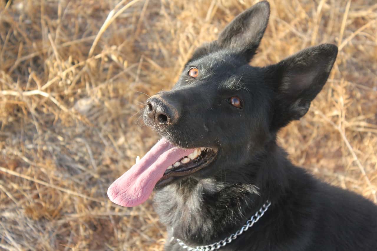 Dog 1930972 1280