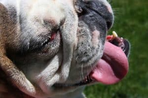 Bulldog 1275760 1280