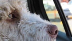 Dog 1451448 1280