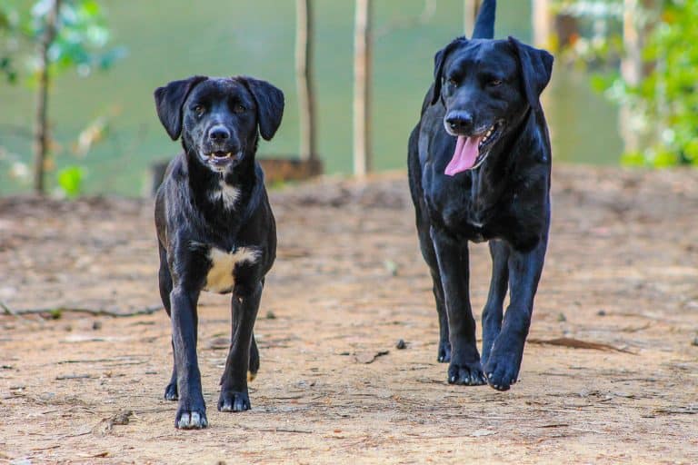 Does your dog really need a companion?  The reality of owning a second dog.