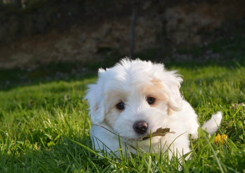 Dog 2215158 1920