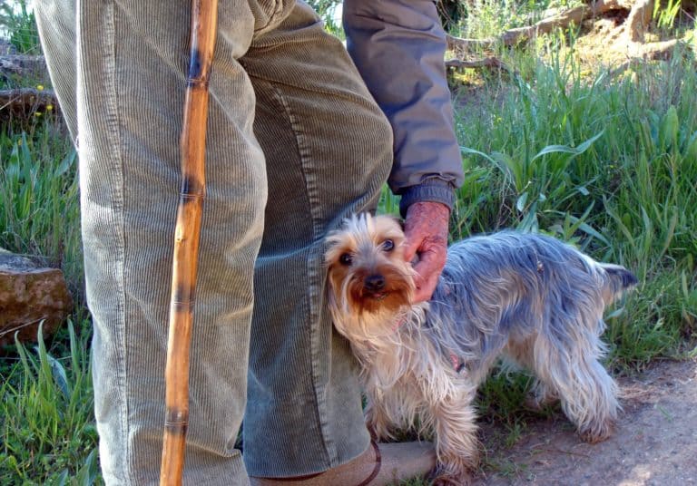 Responsible Dog Ownership starts with YOU