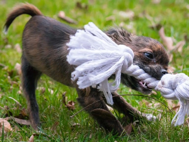 DOG PRODUCT REVIEW: Dog subscription box services fad or future (part 1 of a series)