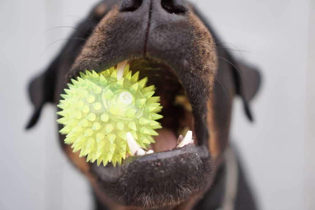 Dog 1561011 19201