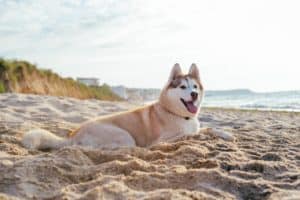 Dog On Beach