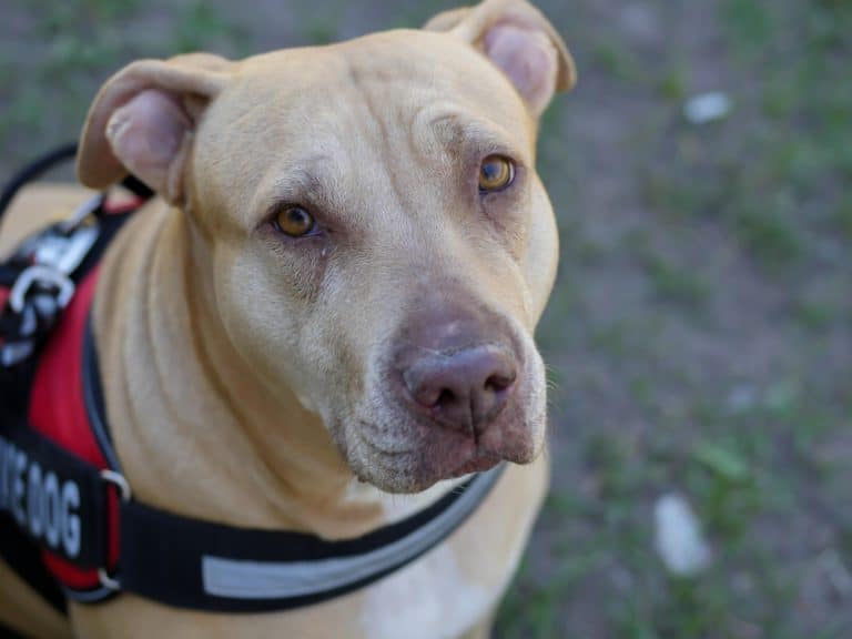 Master The Art Of Service Dog Etiquette With These 5 Tips