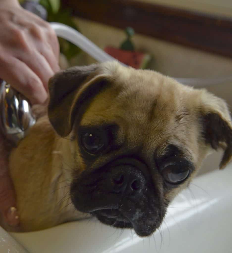 Pug 694802 1920