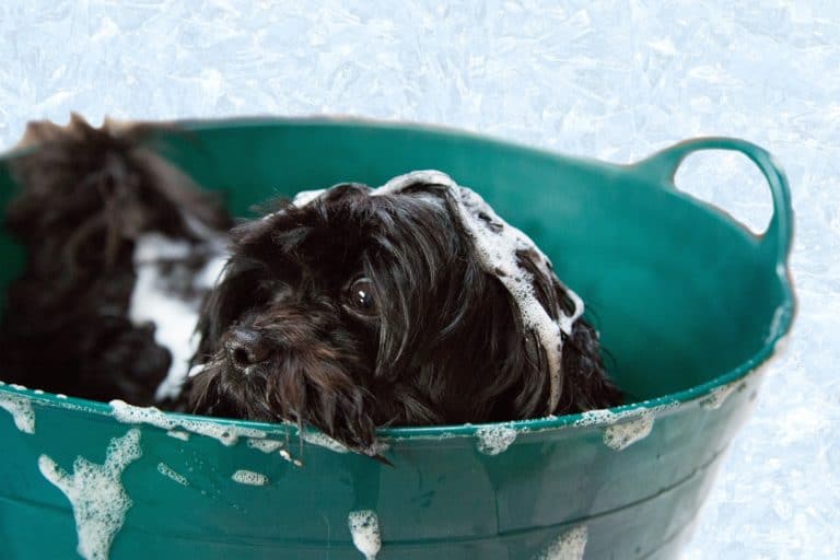 What you need to know about showering an elderly dog