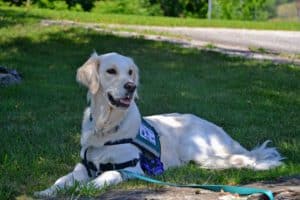 Service Dog 2098366 1920