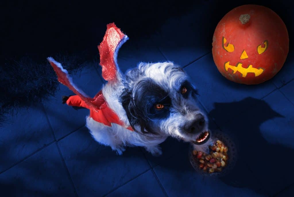 Halloween 990721 1920