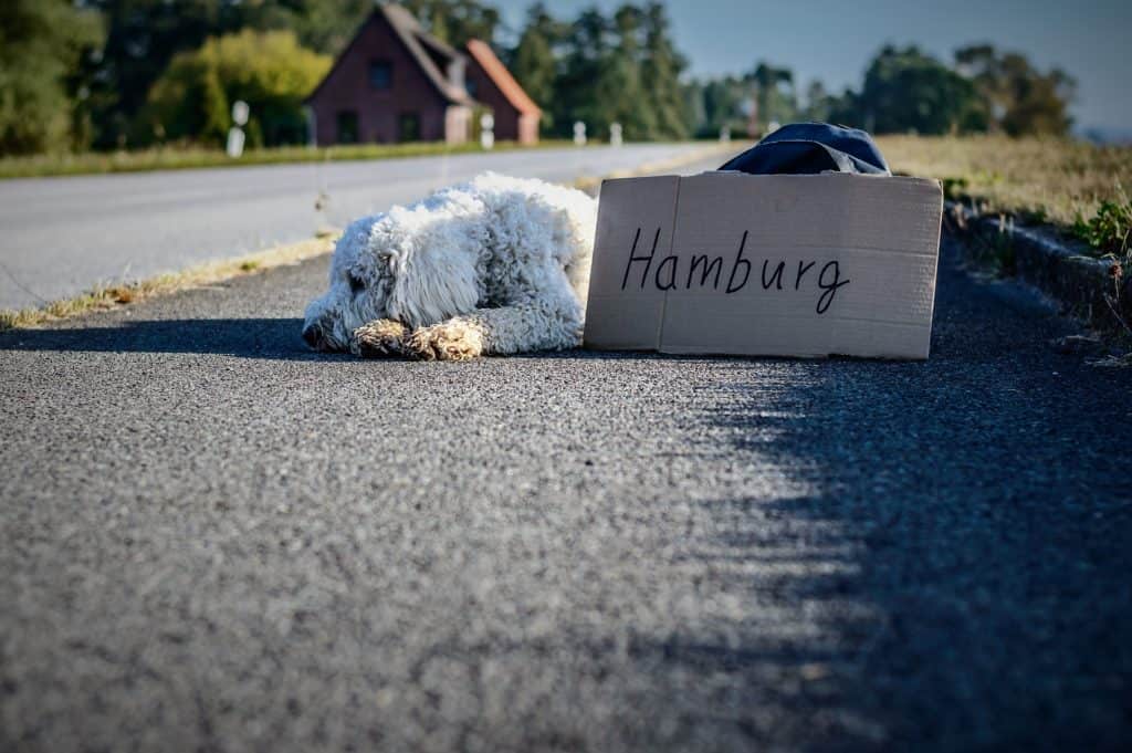 Dog 1693006 1920